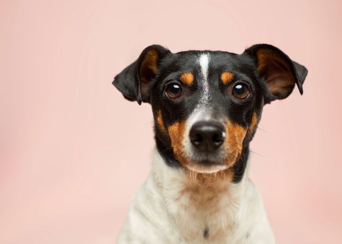 Contributing to animal welfare