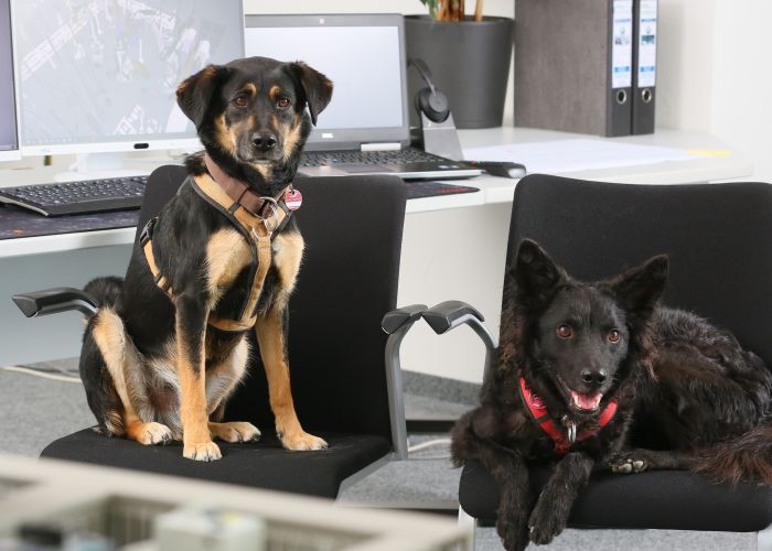 Office dogs